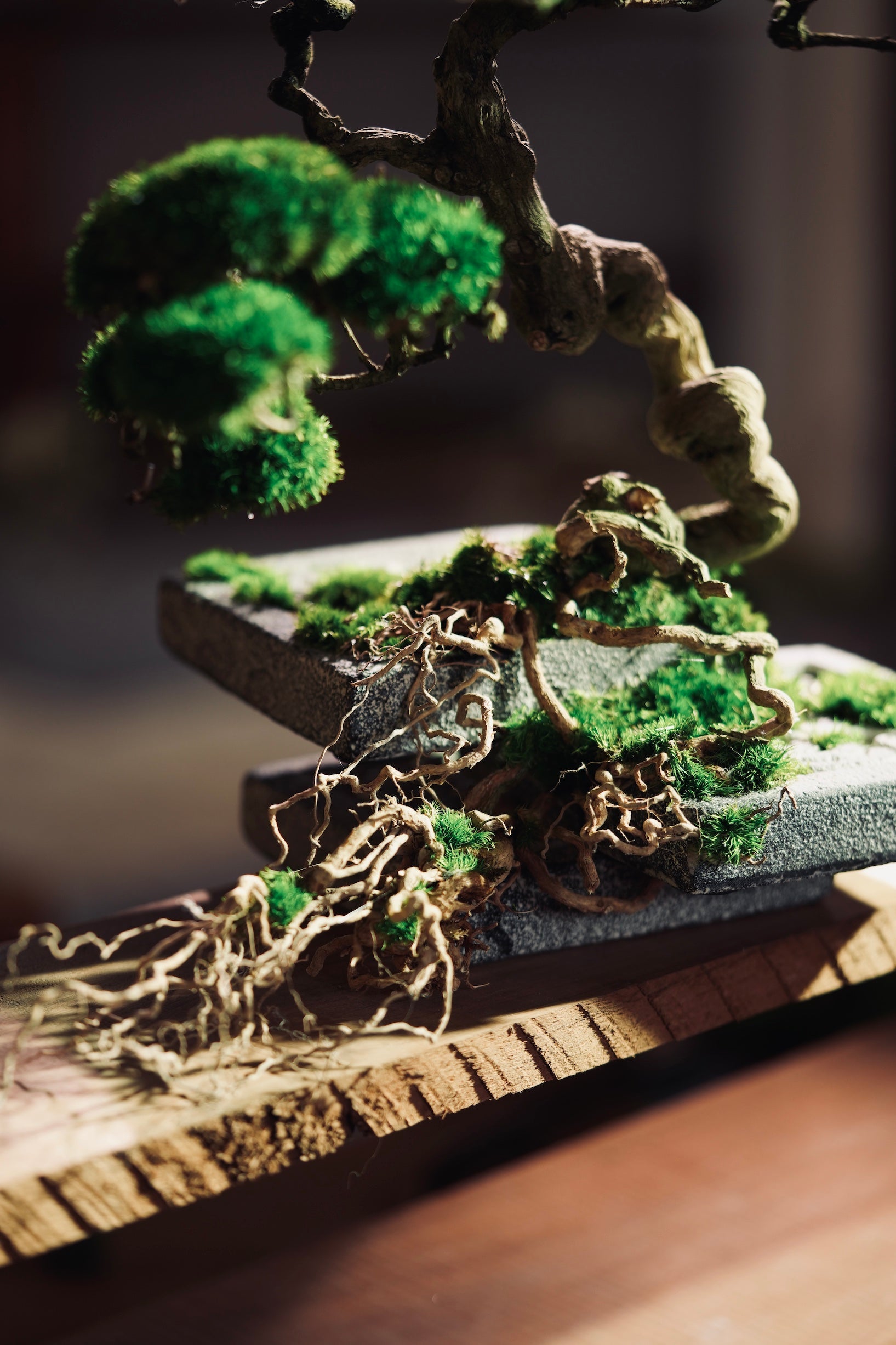 The Bride (Preserved Plants)