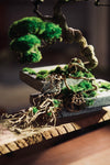 The Bride (Preserved Plants)