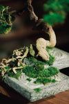 The Bride (Preserved Plants)
