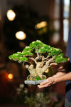 Stand of Ever Green (Preserved Plants)