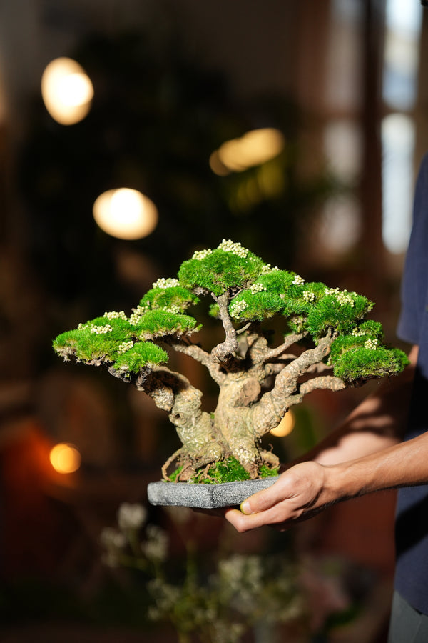 Stand of Ever Green (Preserved Plants)