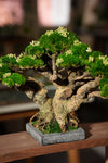 Stand of Ever Green (Preserved Plants)