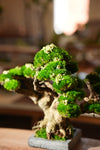 Stand of Ever Green (Preserved Plants)