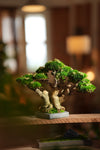 Stand of Ever Green (Preserved Plants)