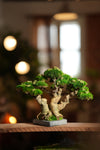 Stand of Ever Green (Preserved Plants)