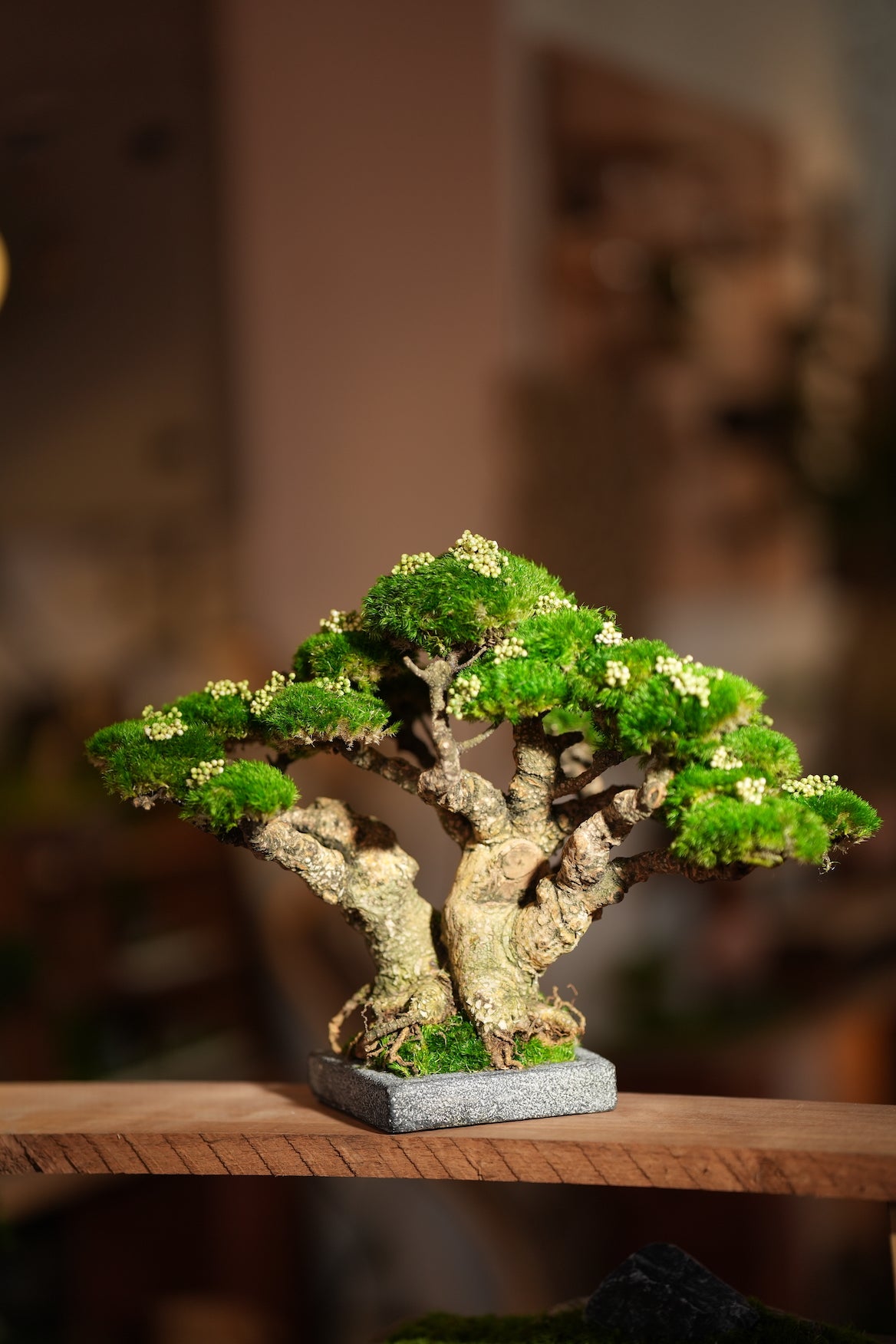 Stand of Ever Green (Preserved Plants)