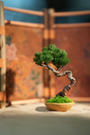 Light in the Garden - Juniper (Preserved Plants)