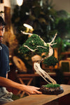 The Windcut Wood - Lone Pine edition (Preserved Plants)