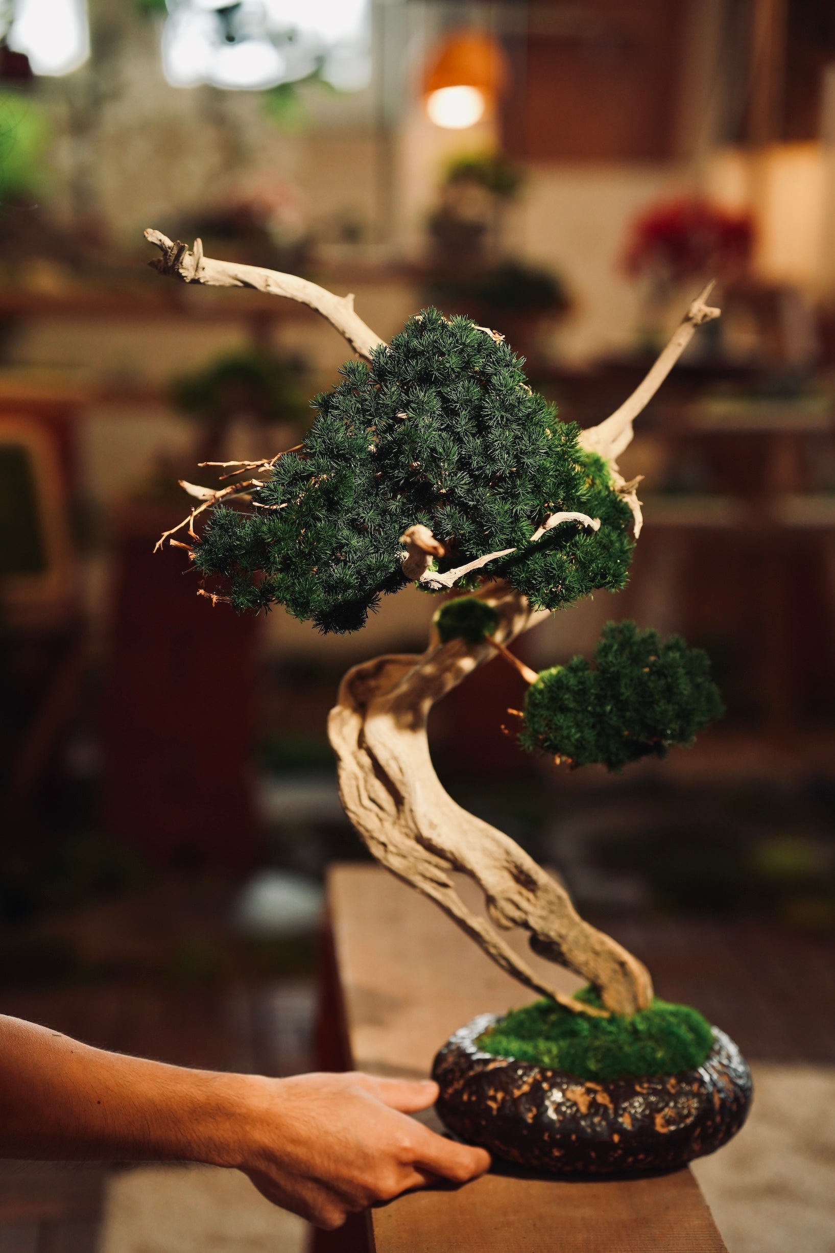 The Windcut Wood - Lone Pine edition (Preserved Plants)