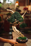 The Windcut Wood - Lone Pine edition (Preserved Plants)