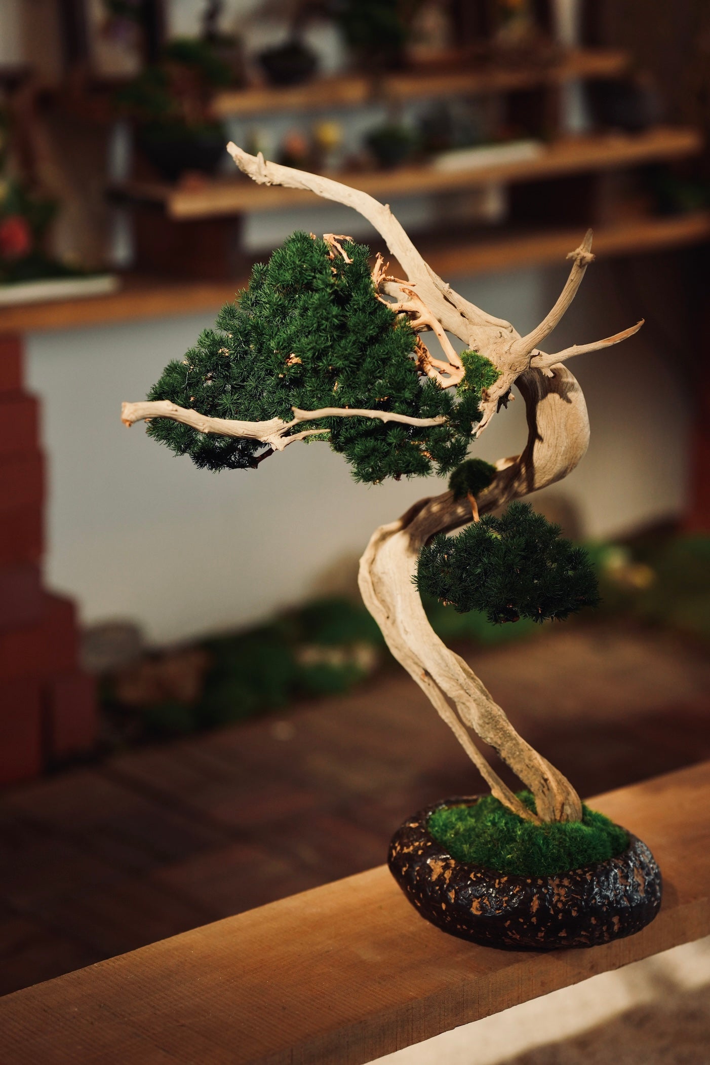 The Windcut Wood - Lone Pine edition (Preserved Plants)