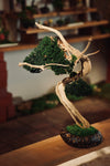 The Windcut Wood - Lone Pine edition (Preserved Plants)