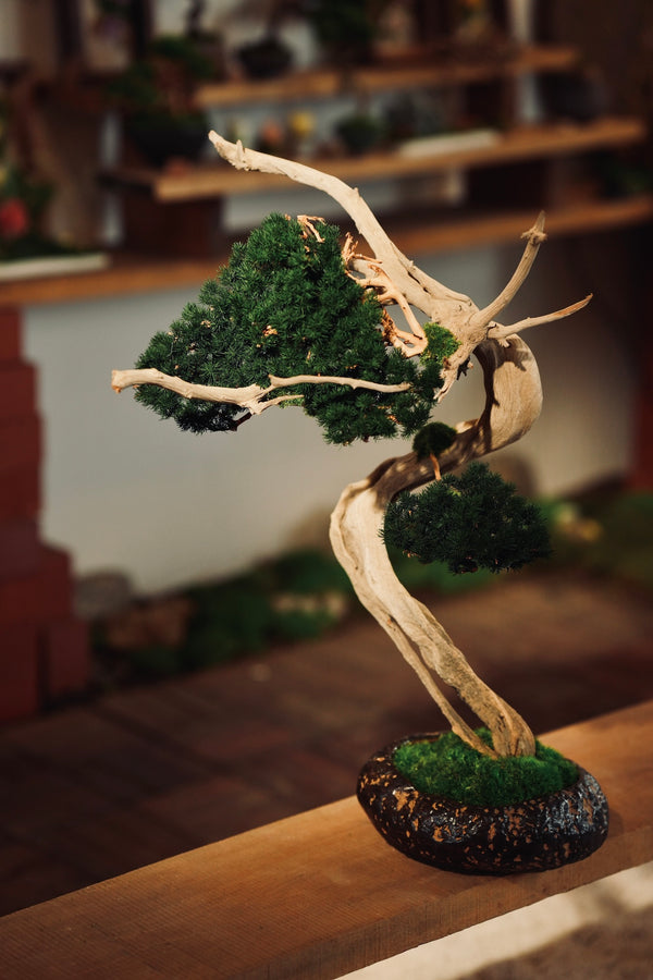 The Windcut Wood - Lone Pine edition (Preserved Plants)