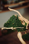 The Windcut Wood - Lone Pine edition (Preserved Plants)