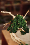 The Windcut Wood - Lone Pine edition (Preserved Plants)