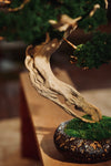 The Windcut Wood - Lone Pine edition (Preserved Plants)