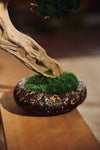 The Windcut Wood - Lone Pine edition (Preserved Plants)