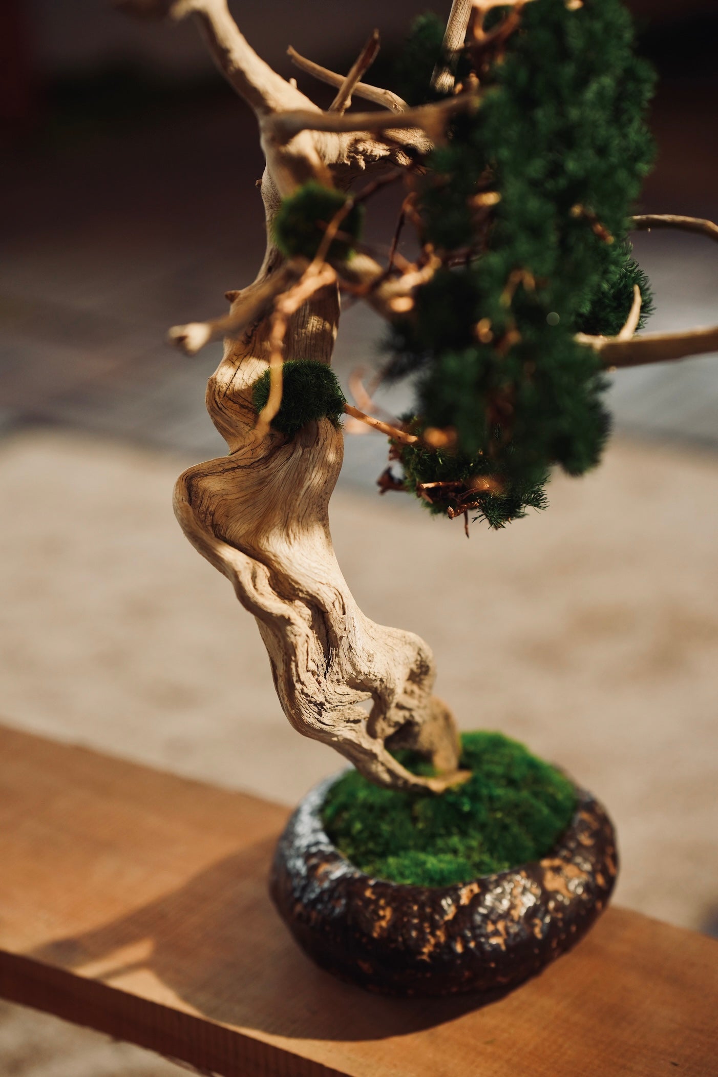 The Windcut Wood - Lone Pine edition (Preserved Plants)