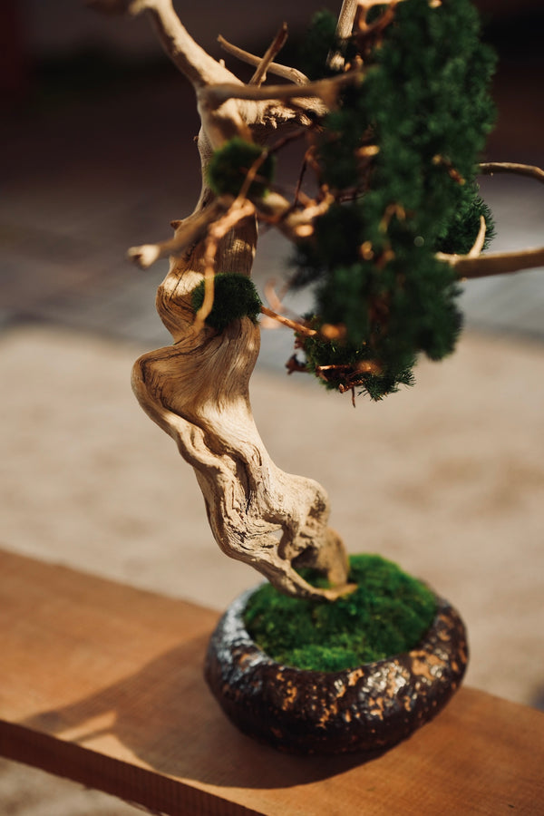 The Windcut Wood - Lone Pine edition (Preserved Plants)