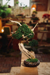 The Windcut Wood - Lone Pine edition (Preserved Plants)