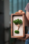 A Small Tree in the East - Wall Hanging edition (Preserved Plants)