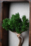 A Small Tree in the East - Wall Hanging edition (Preserved Plants)