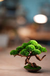 Greenwood - Freshman (Preserved Plants)