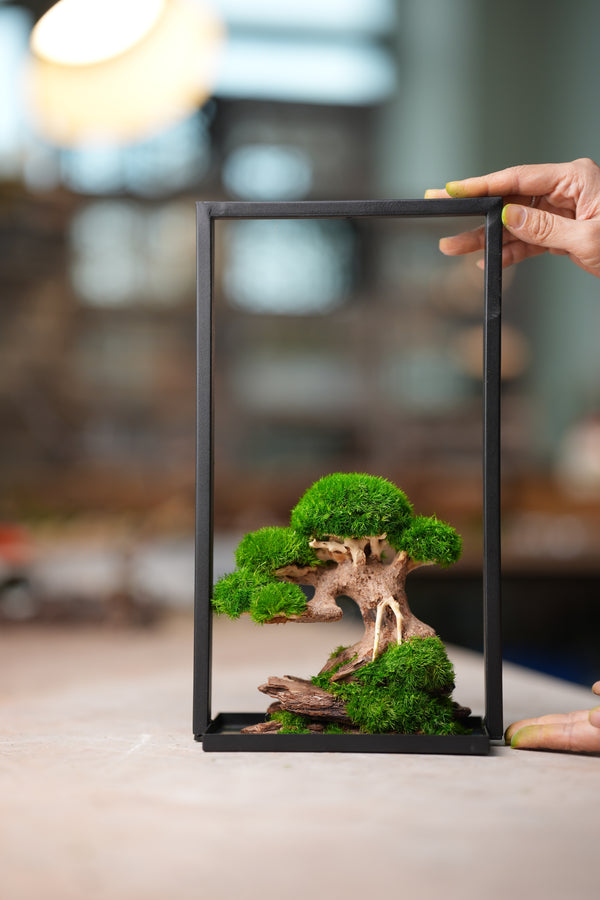 Slow Wood - Young - Metal Stand edition (Preserved Plants)