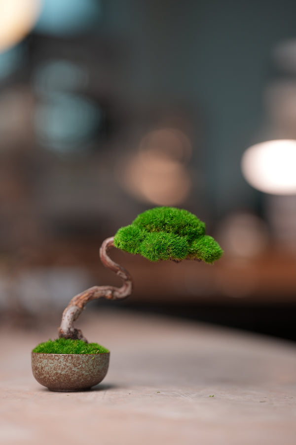 Rosewood (Preserved Plants)