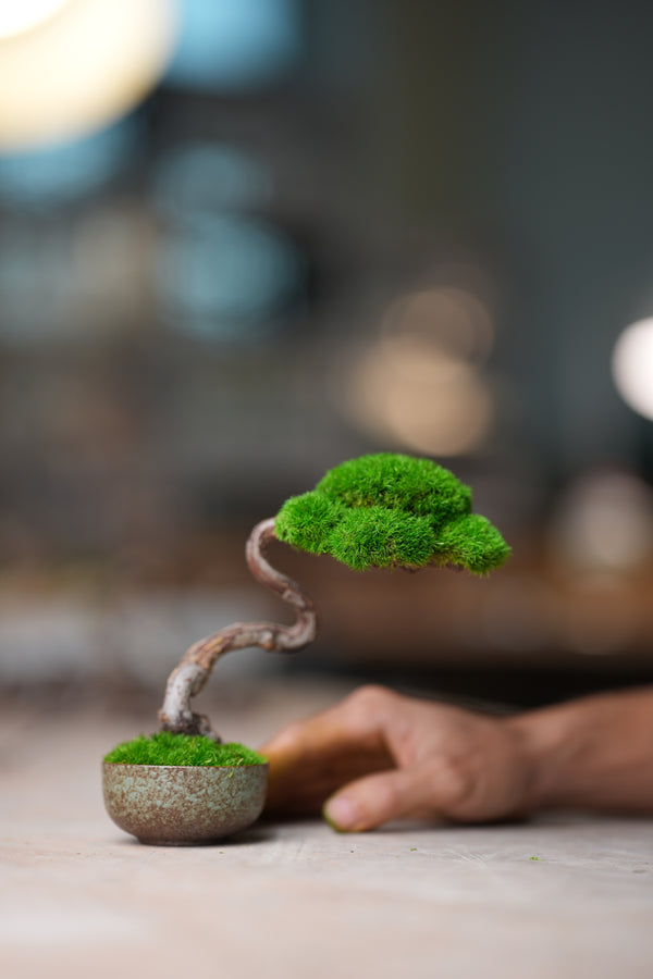 Rosewood (Preserved Plants)