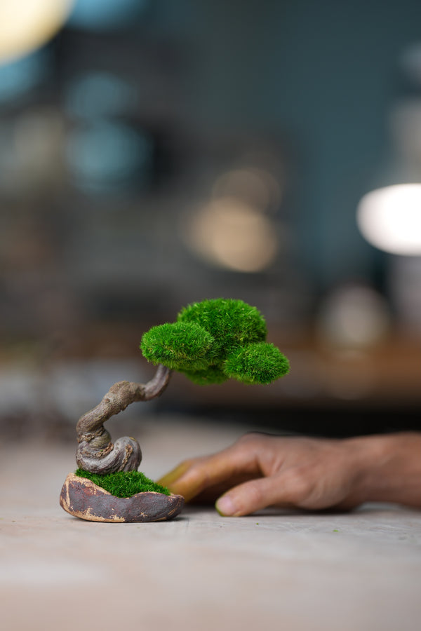 Rosewood - Iron Will (Preserved Plants)
