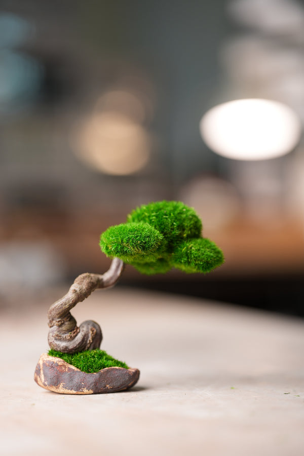 Rosewood - Iron Will (Preserved Plants)