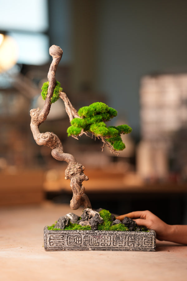 Lone Pine (Preserved Plants)