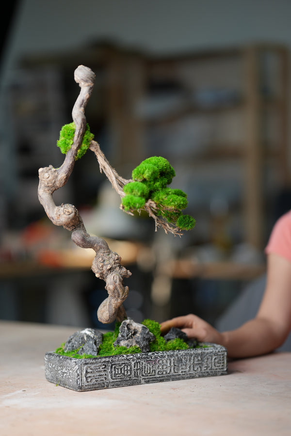 Lone Pine (Preserved Plants)