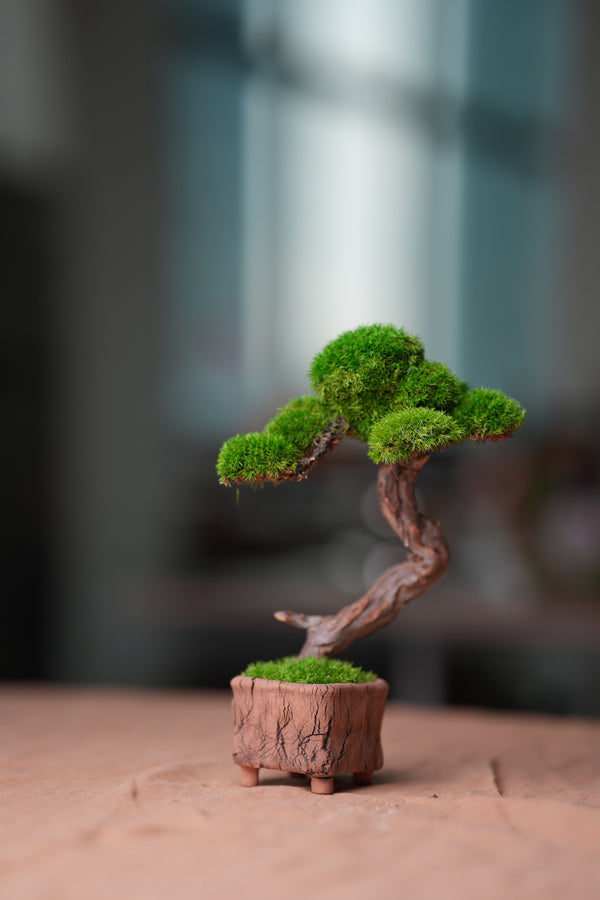 Rider of the Cold Plain (Preserved Plants)