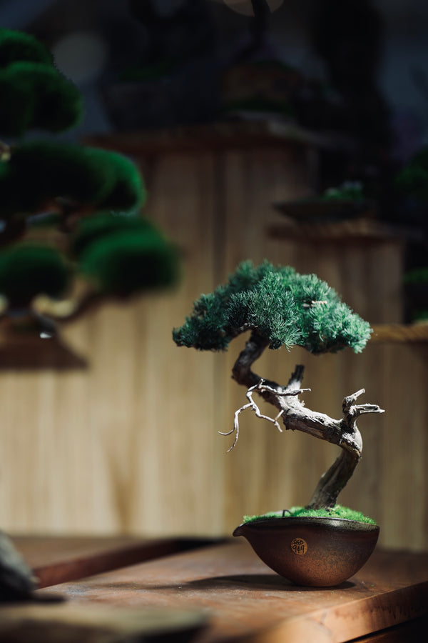 Lone Pine - Juniper of the Cultured Garden (Preserved Plants)