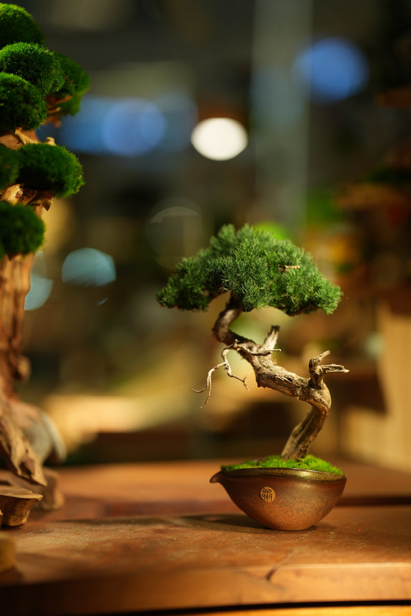 Lone Pine - Juniper of the Cultured Garden (Preserved Plants)