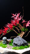 Journeyman in the East - Maple Wood (Preserved Plants)