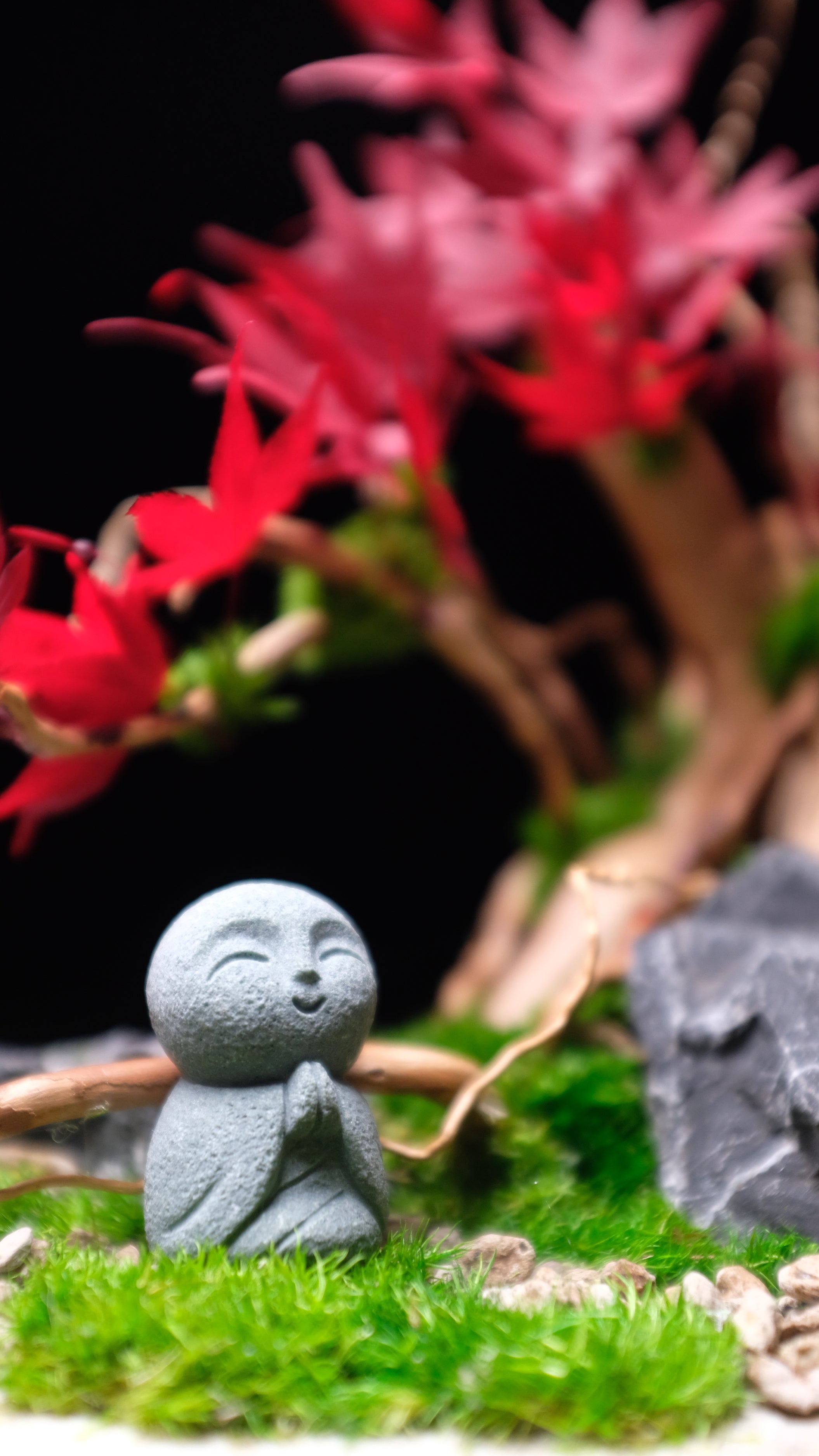 Journeyman in the East - Maple Wood (Preserved Plants)