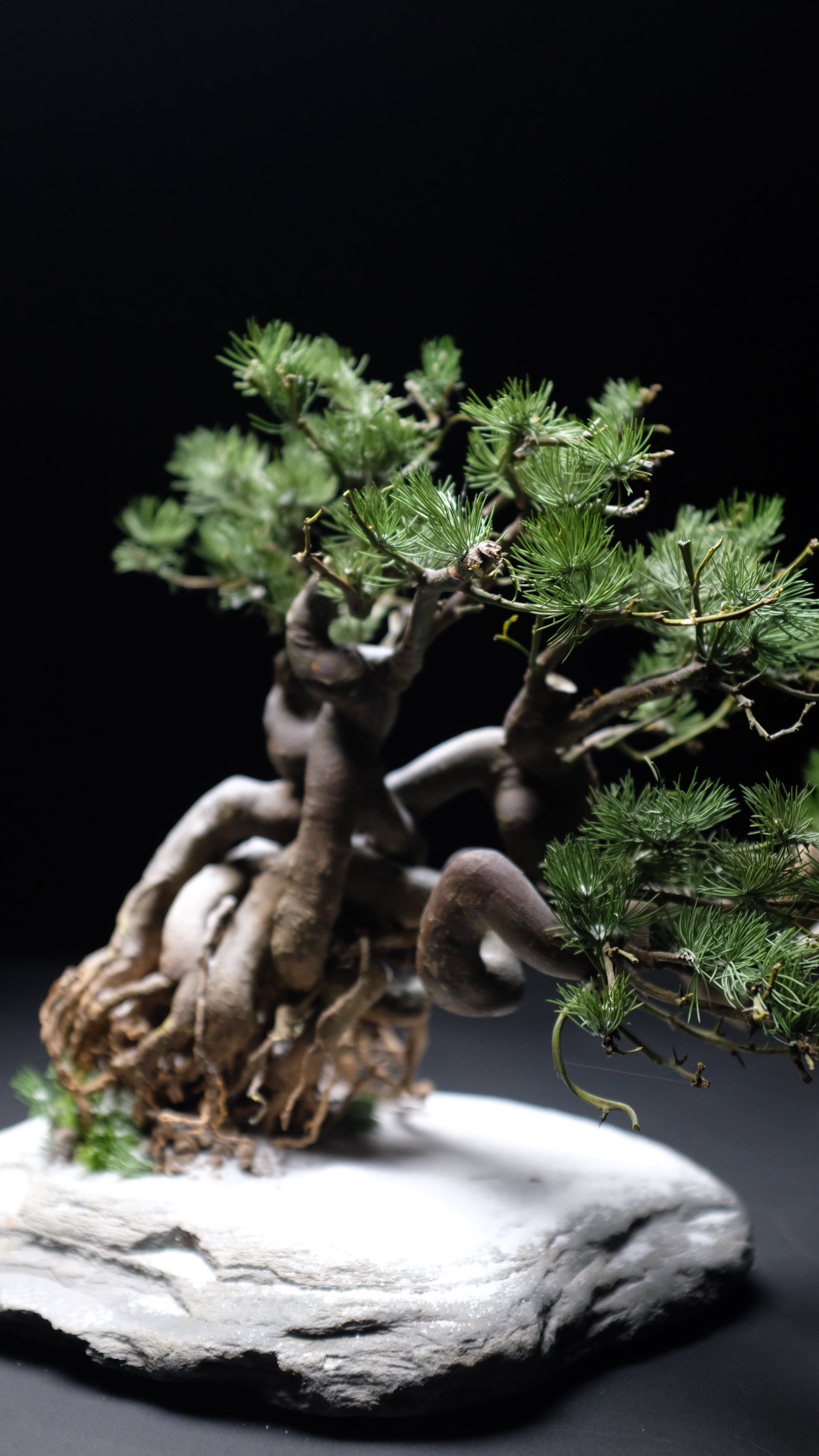 Snow Pine (Preserved Plants)