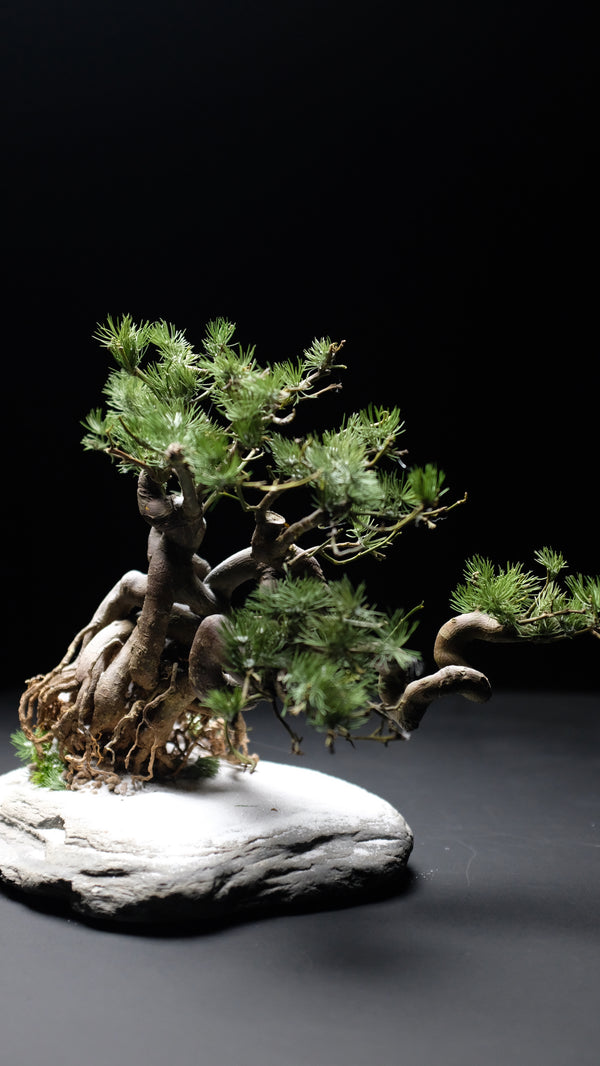 Snow Pine (Preserved Plants)