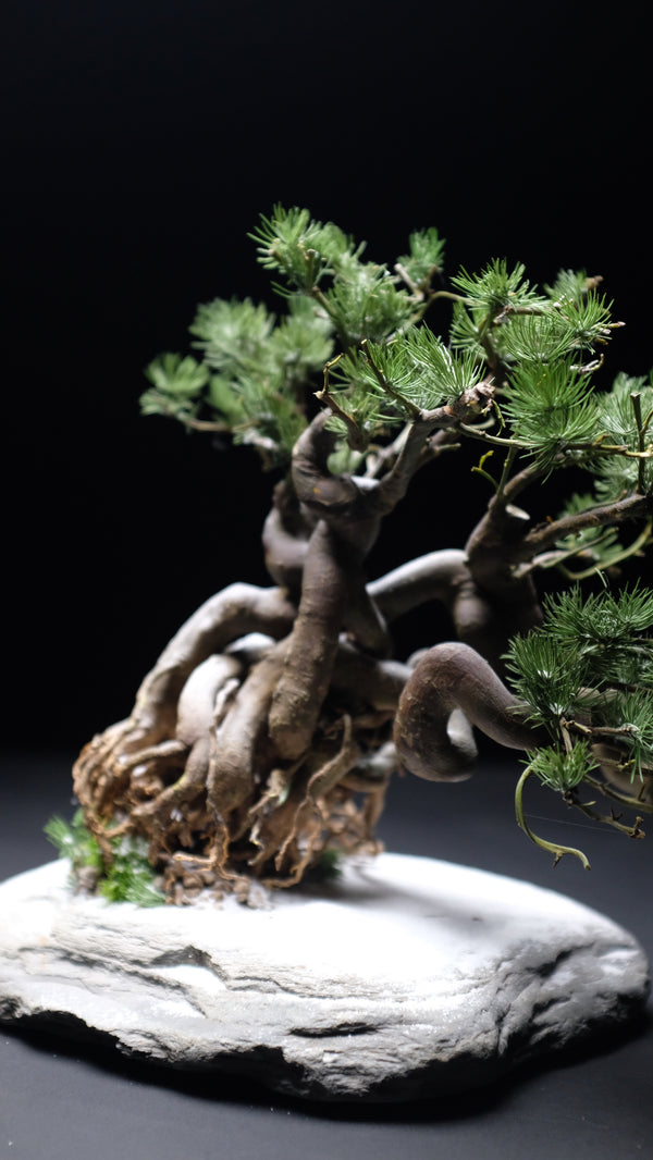 Snow Pine (Preserved Plants)