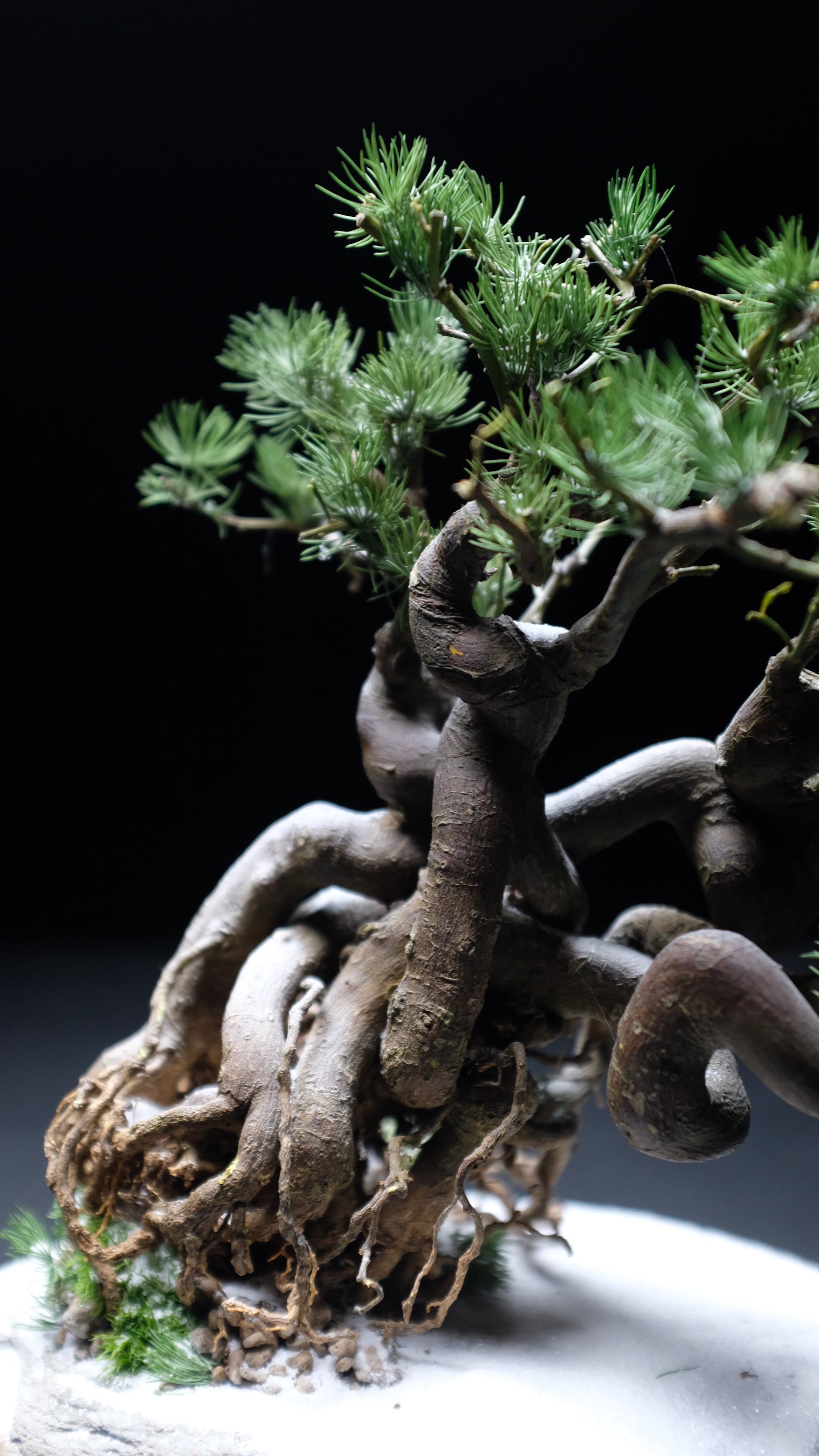 Snow Pine (Preserved Plants)