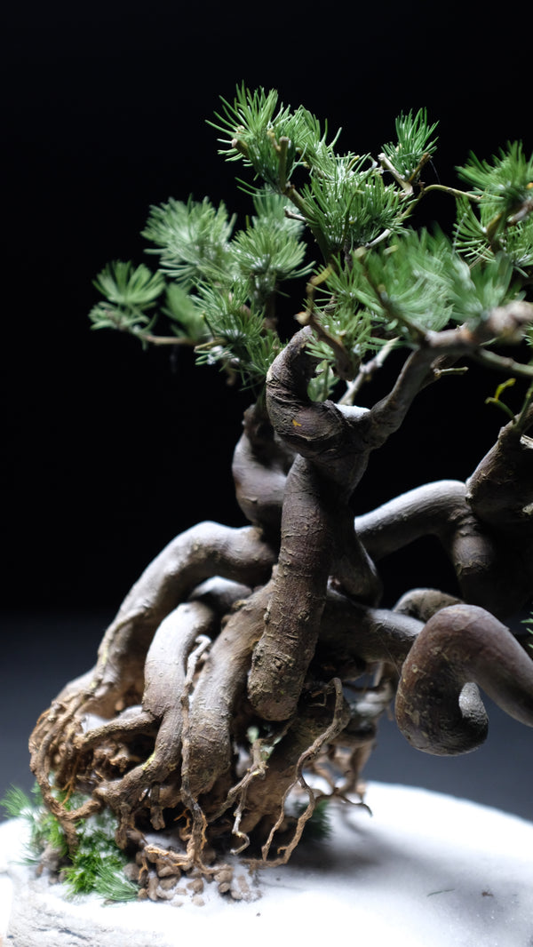 Snow Pine (Preserved Plants)