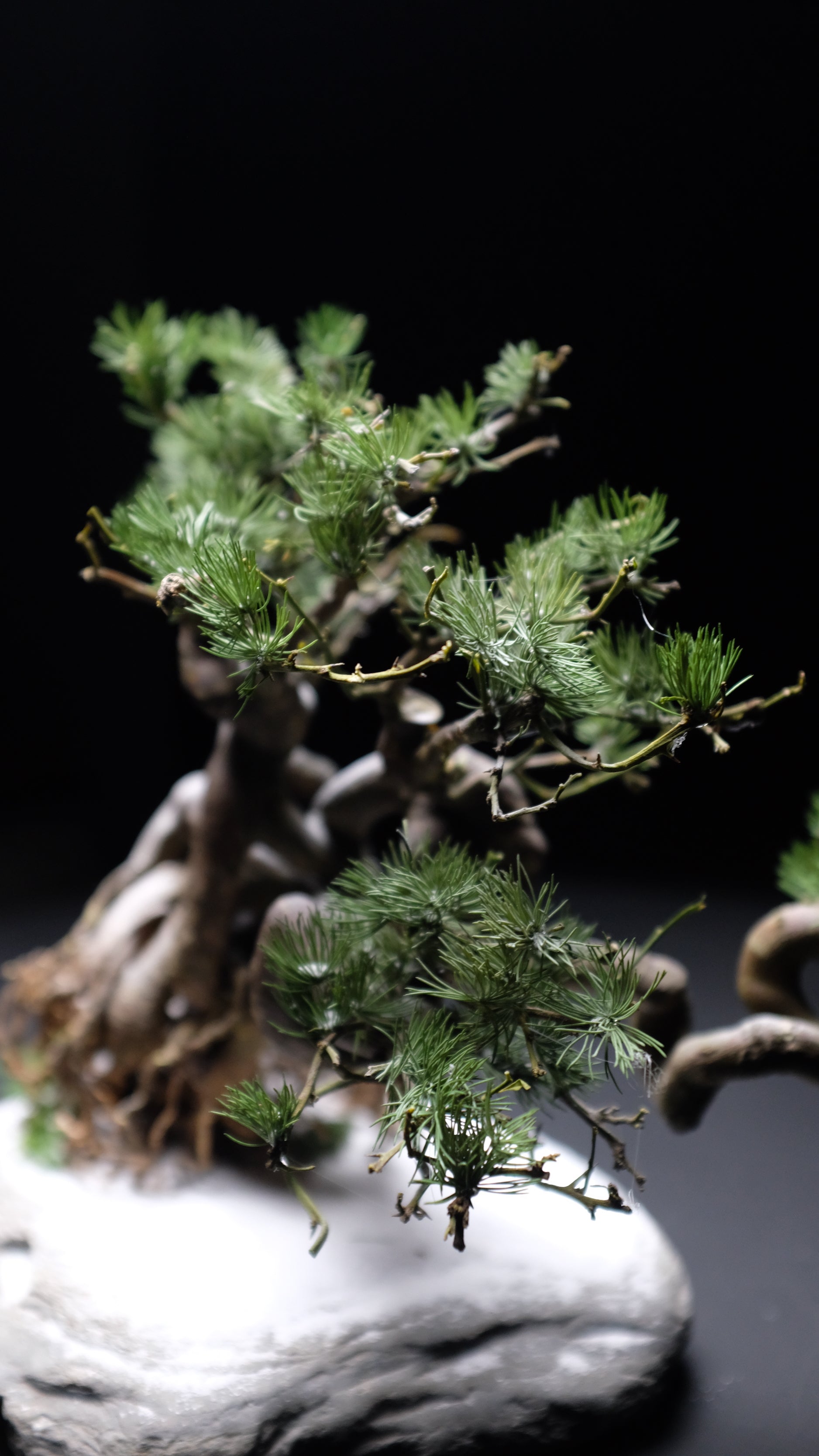 Snow Pine (Preserved Plants)
