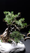 Snow Pine (Preserved Plants)