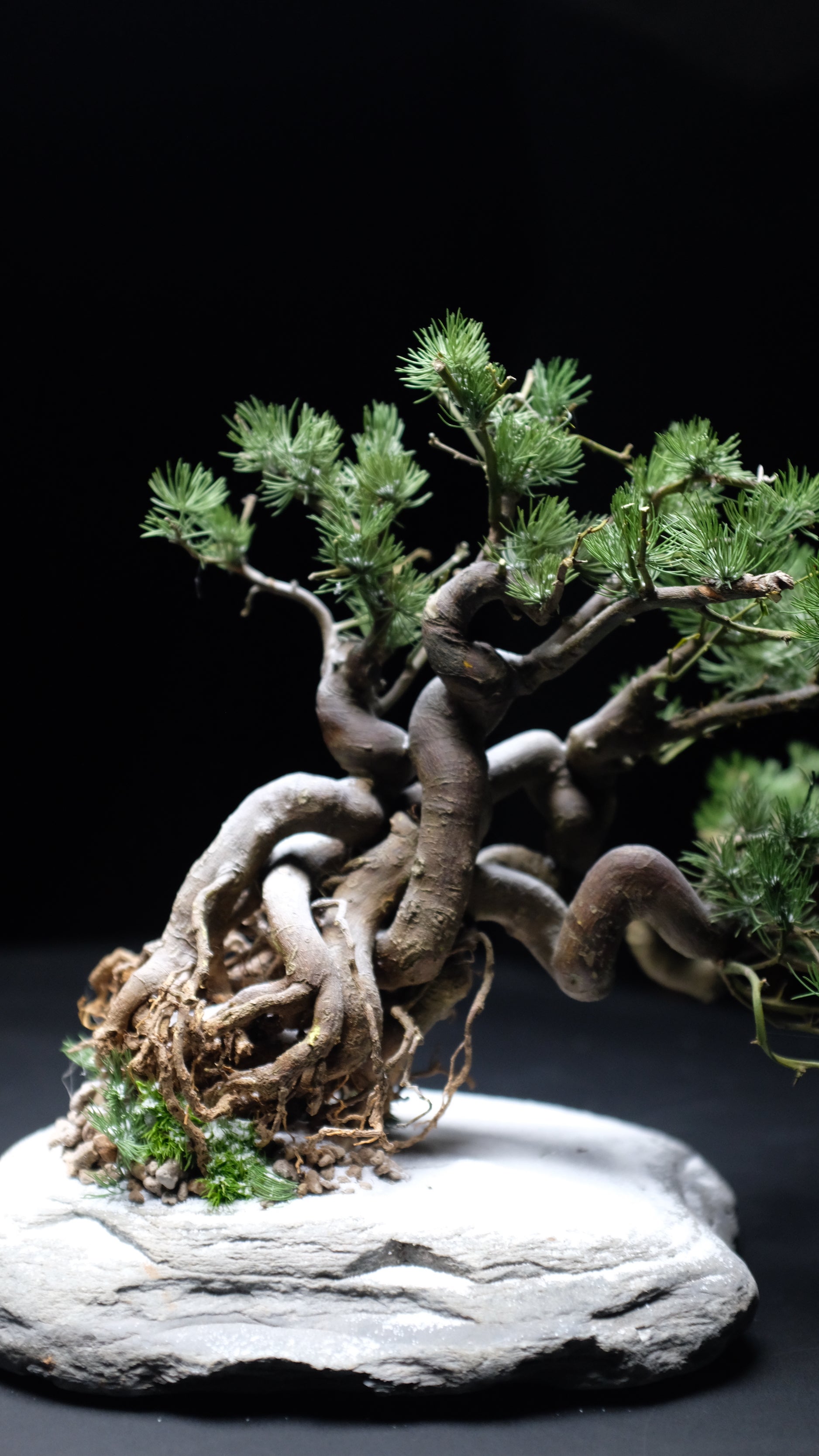 Snow Pine (Preserved Plants)