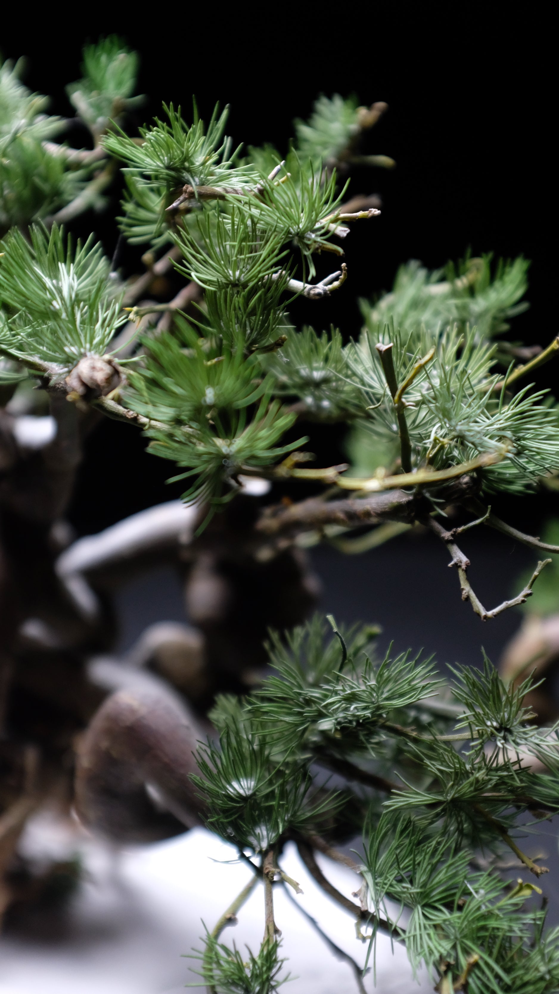 Snow Pine (Preserved Plants)