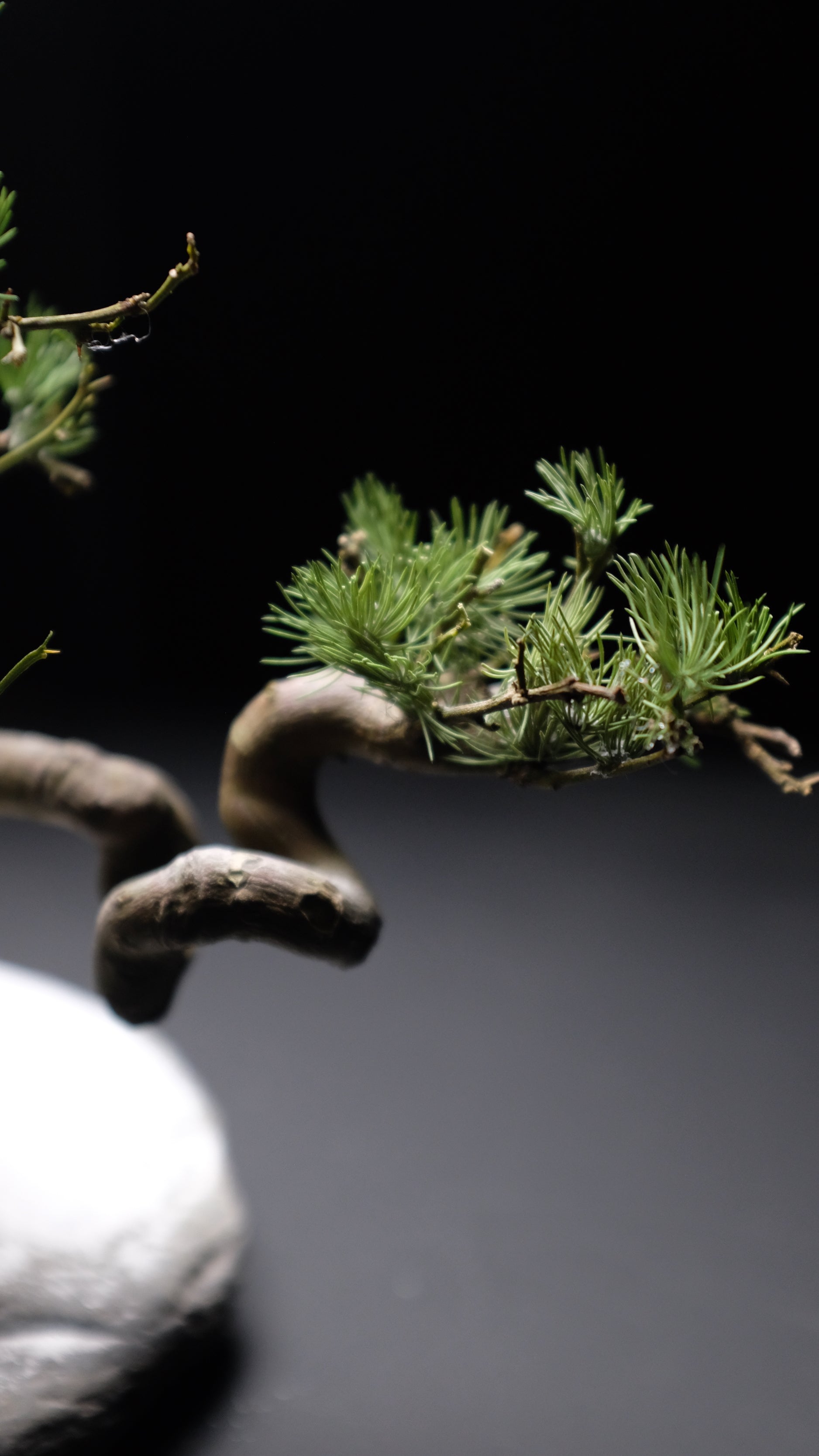 Snow Pine (Preserved Plants)