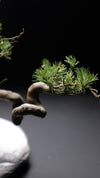 Snow Pine (Preserved Plants)